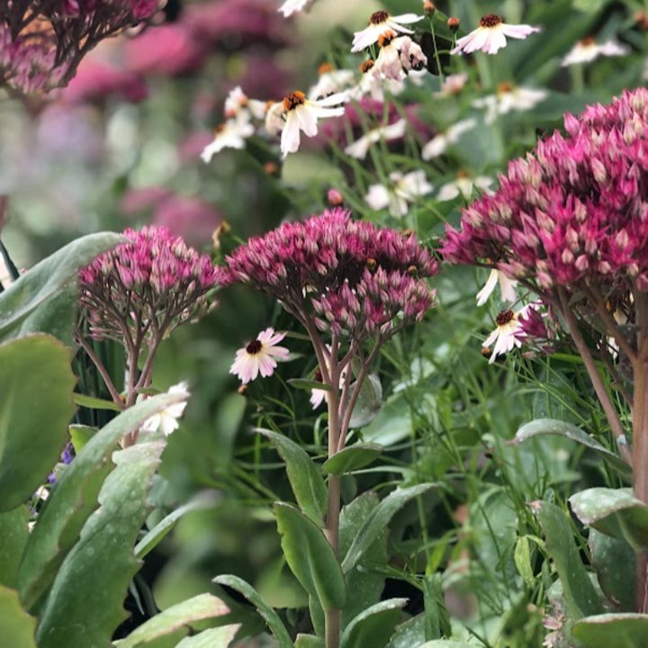 Hylotelephium spectabile 'Class Act' PP20125 Tall Sedum, 1 Gallon Perennial