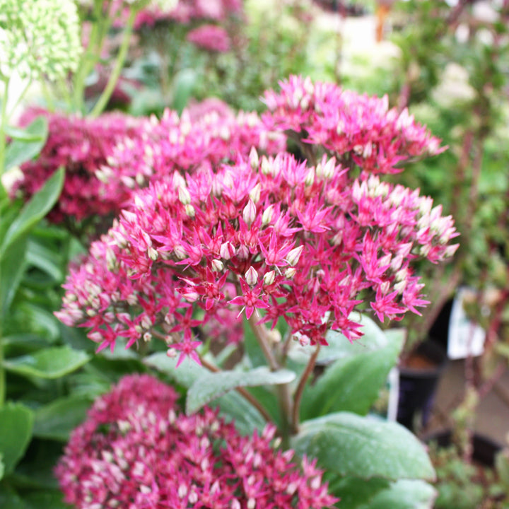 Hylotelephium spectabile 'Class Act' PP20125 Tall Sedum, 1 Gallon Perennial