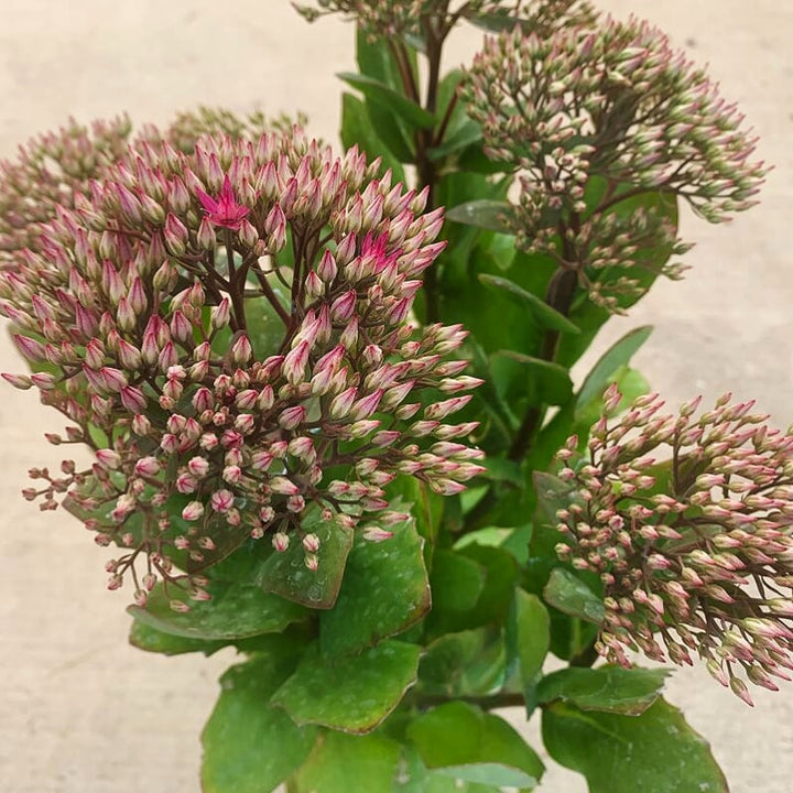 Hylotelephium spectabile 'Class Act' PP20125 Tall Sedum, 1 Gallon Perennial