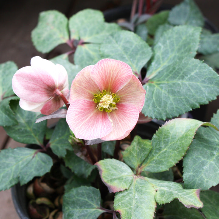 Helleborus x ericsmithii 'COSEH 710' PP21063 HGC® Pink Frost Hellebore, 1 Gallon Perennial