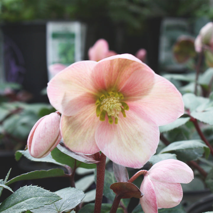Helleborus x ericsmithii 'COSEH 710' PP21063 HGC® Pink Frost Hellebore, 1 Gallon Perennial