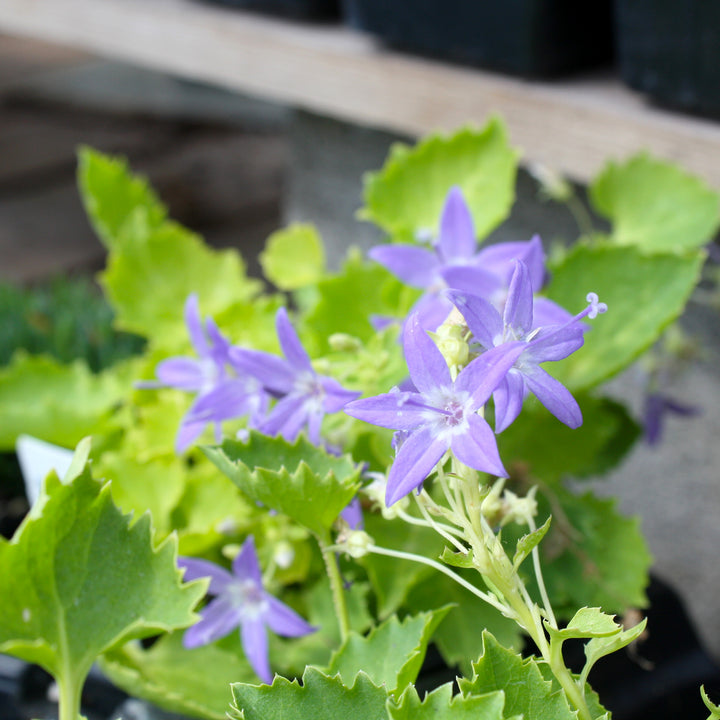 Campanula garganica 'Dickson's Gold' Campanula, 1 Quart Perennial