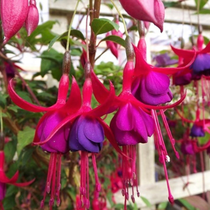 Fuchsia magellanica 'Peter Pan' Hardy Fuchsia, 1 Gallon Perennial