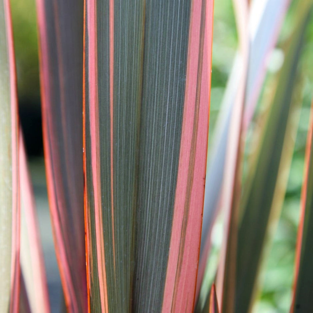 Phormium 'Sundowner' New Zealand Flax, 1 Gallon Perennial