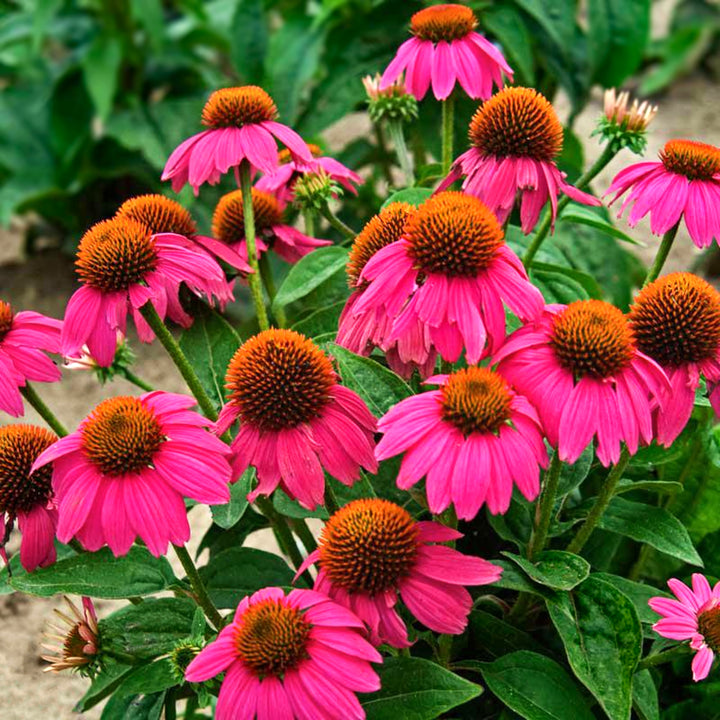 Echinacea 'PAS702917' PowWow® Wild Berry Coneflower, 1 Gallon Perennial