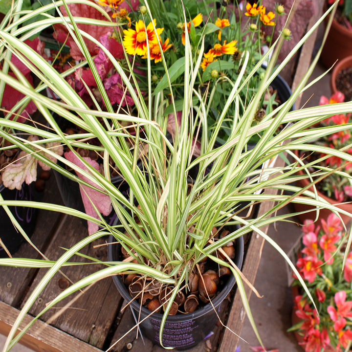 Calamagrostis x acutiflora 'Eldorado' PP16486 Feather Reed Grass, 1 Gallon Perennial