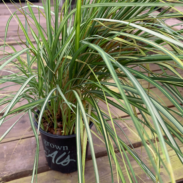 Calamagrostis x acutiflora 'Eldorado' PP16486 Feather Reed Grass, 1 Gallon Perennial