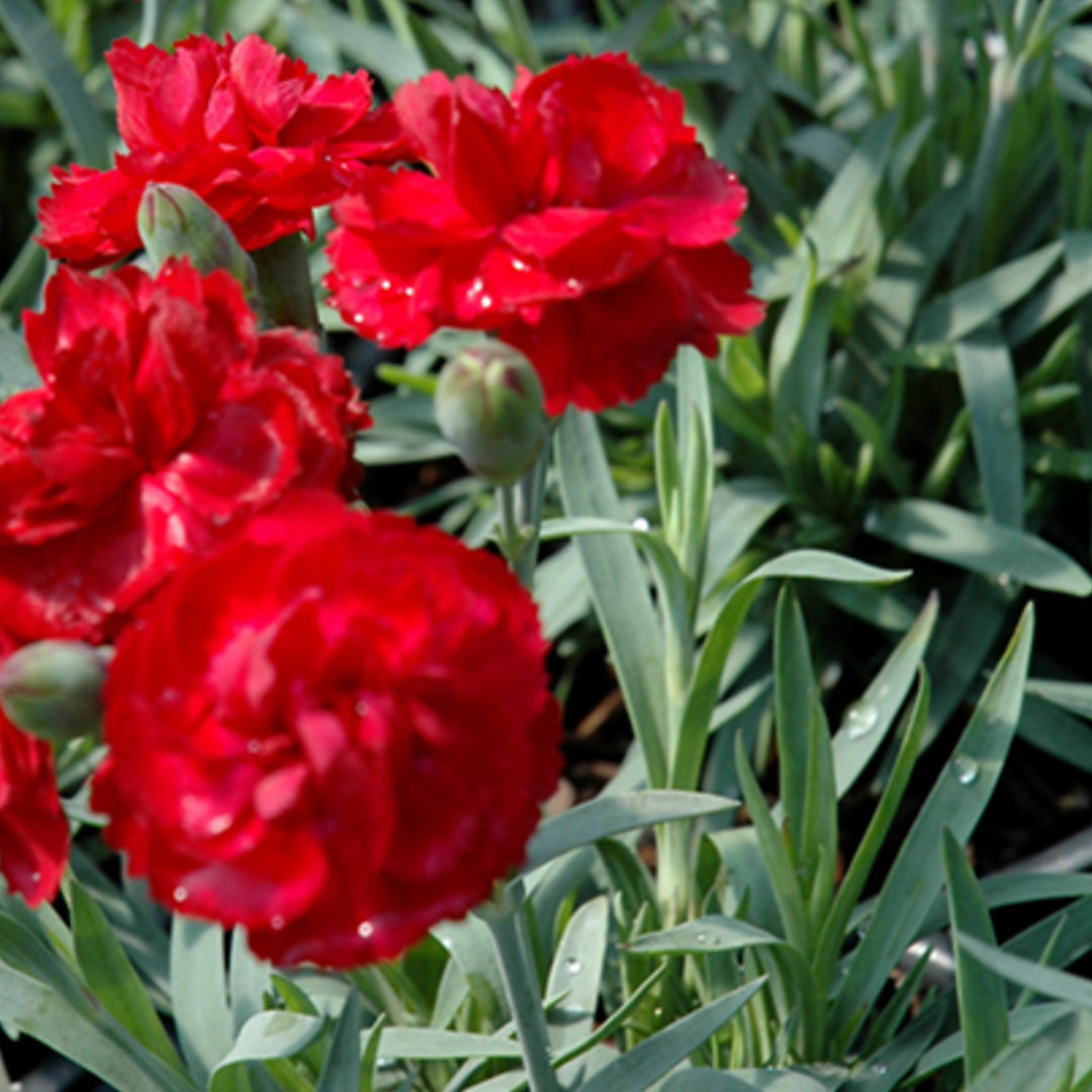 Dianthus caryophyllus 'Wp09 Mar05' PP21824 Early Bird™  Radiance Carnation, 1 Gallon Perennial