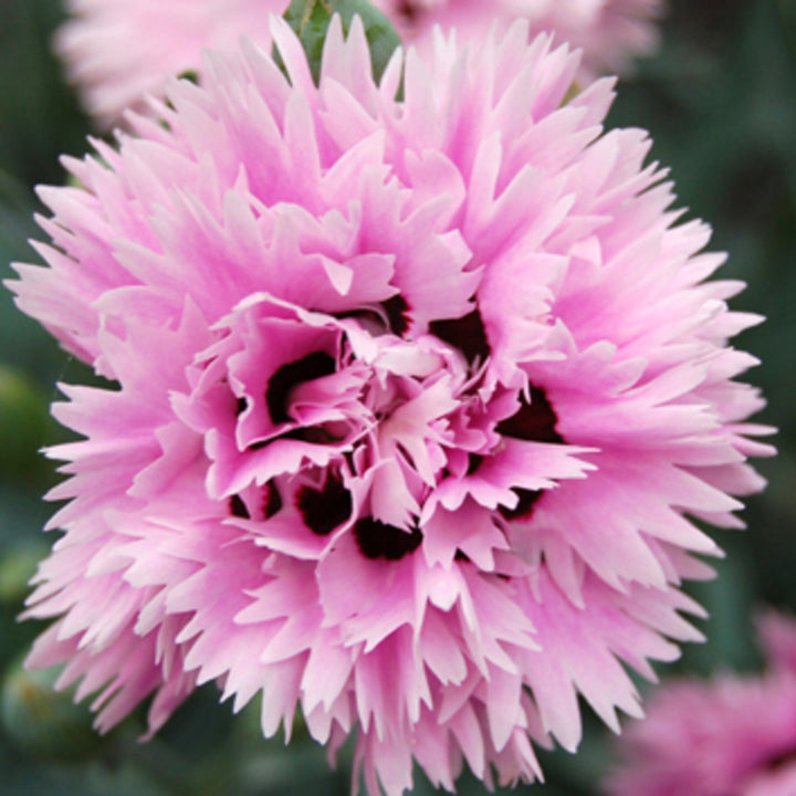 Dianthus caryophyllus 'Wp08 Ver03' PP21394 Early Bird™  Fizzy Carnation, 1 Gallon Perennial