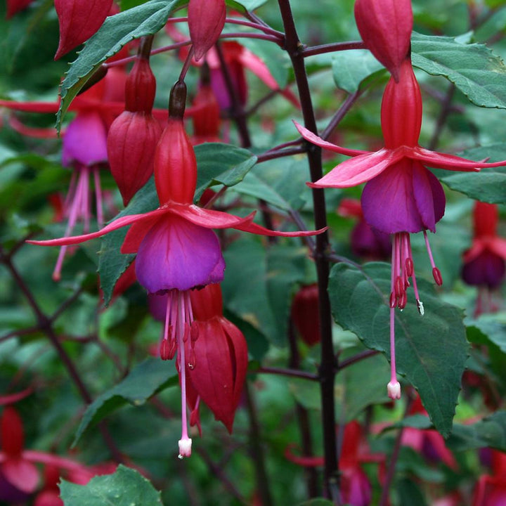 Fuchsia magellanica 'Beacon' Hardy Fuchsia, 1 Gallon Perennial