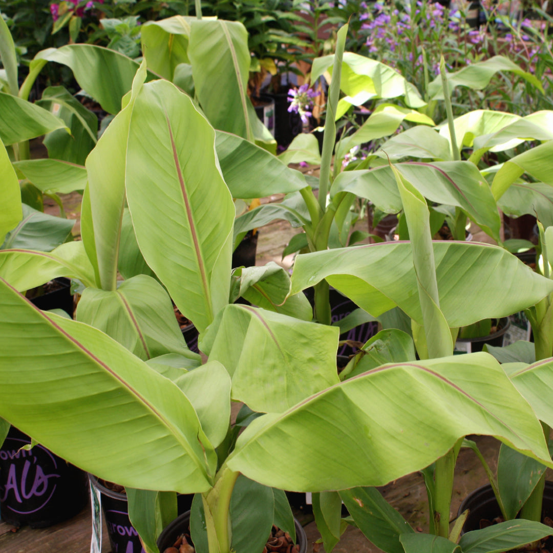 Musa basjoo Japanese Fiber Banana, 2 Gallon Perennial