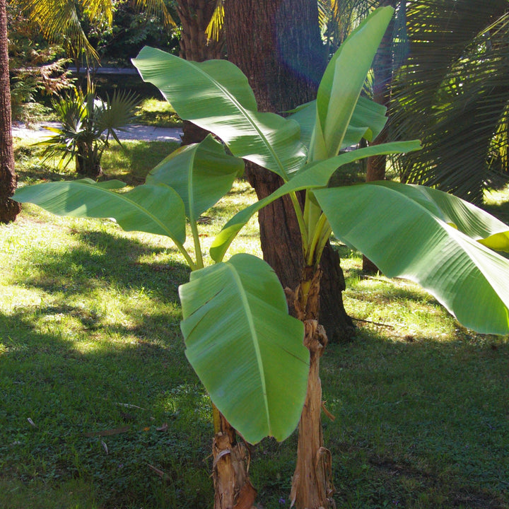 Musa basjoo Japanese Fiber Banana, 2 Gallon Perennial