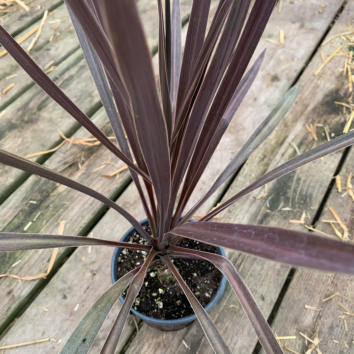 Cordyline australis 'Red Sensation' Cordyline, 1 Quart Perennial