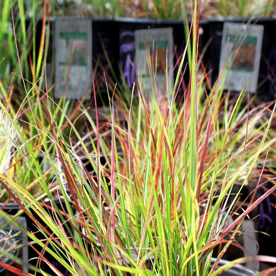 Pennisetum alopecuroides 'Burgundy Bunny' PP21917 Fountain Grass, 1 Gallon Perennial