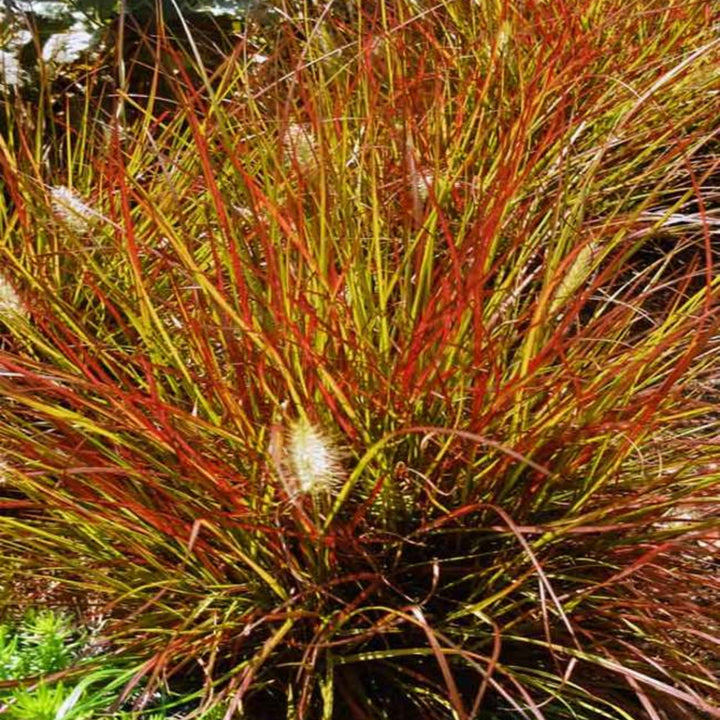 Pennisetum alopecuroides 'Burgundy Bunny' PP21917 Fountain Grass, 1 Gallon Perennial