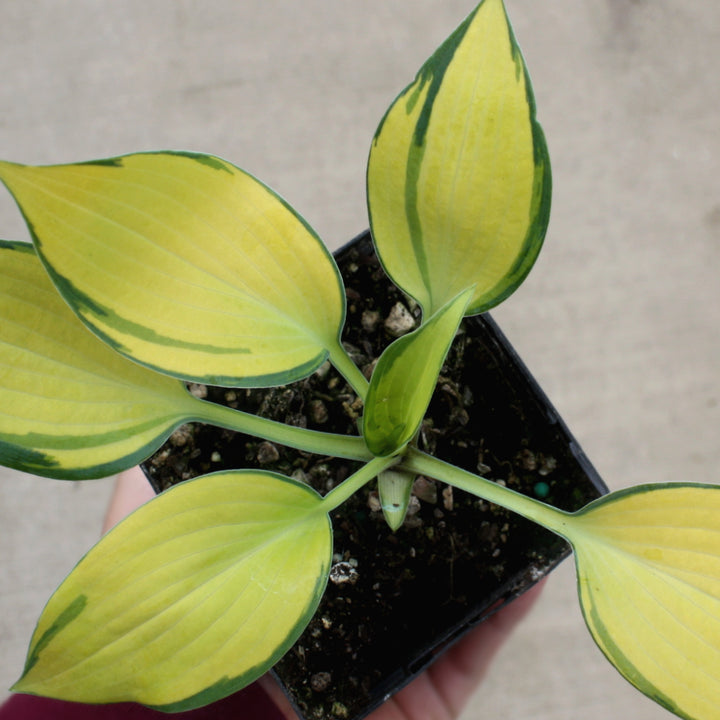 Hosta x 'June' Hosta, 1 Quart Perennial