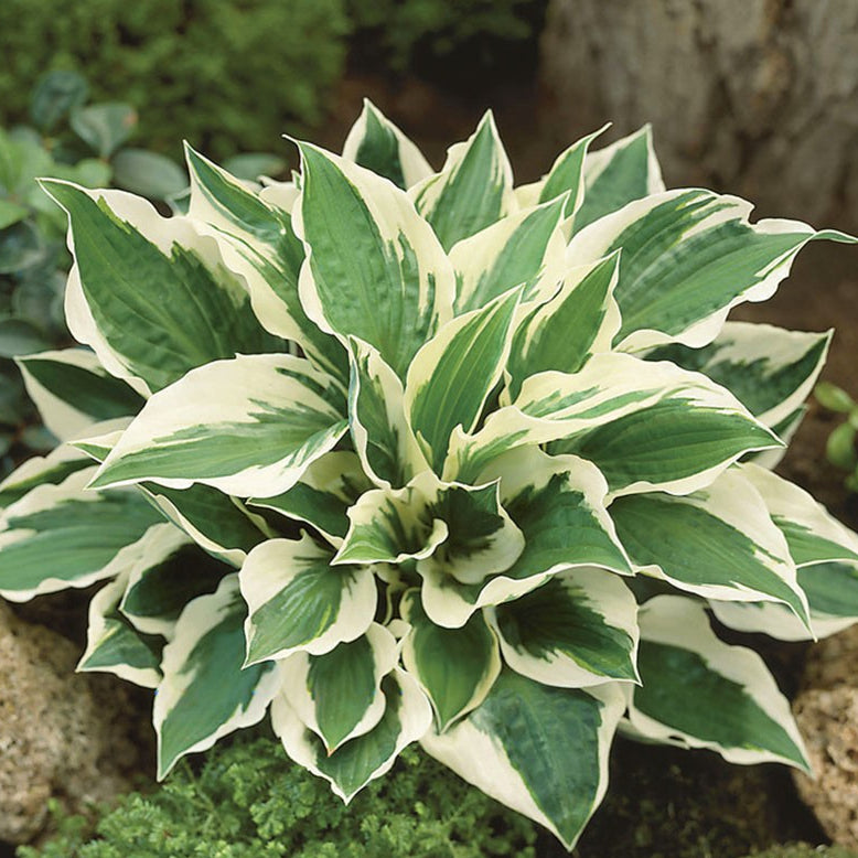 Hosta x 'June' Hosta, 1 Quart Perennial