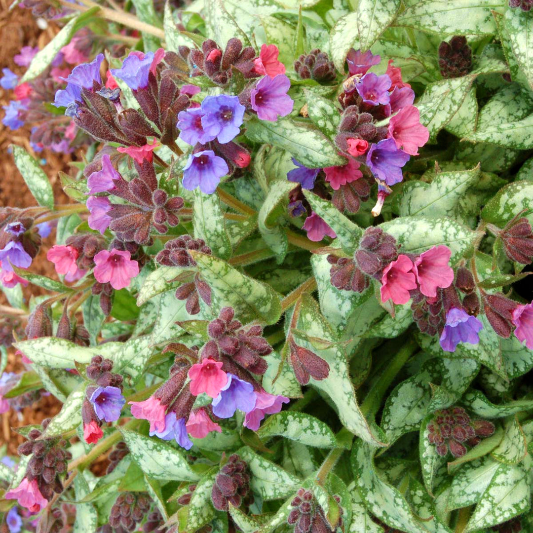 Pulmonaria x 'High Contrast' PP12337 Pulmonaria, 1 Gallon Perennial