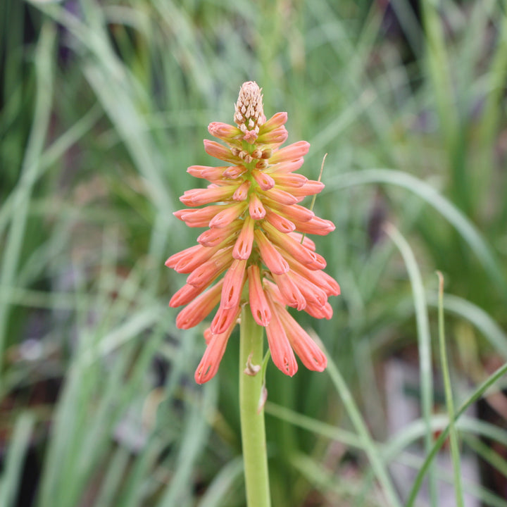 Kniphofia 'Redhot Popsicle' PP24036 Redhot Popsicle™ Poker Plant, 1 Gallon Perennial