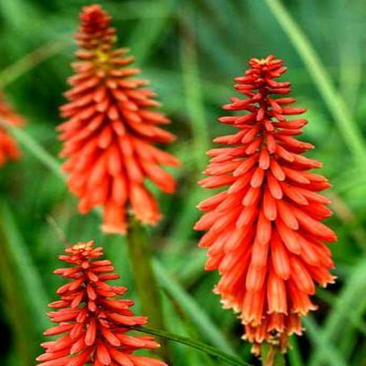 Kniphofia 'Redhot Popsicle' PP24036 Redhot Popsicle™ Poker Plant, 1 Gallon Perennial