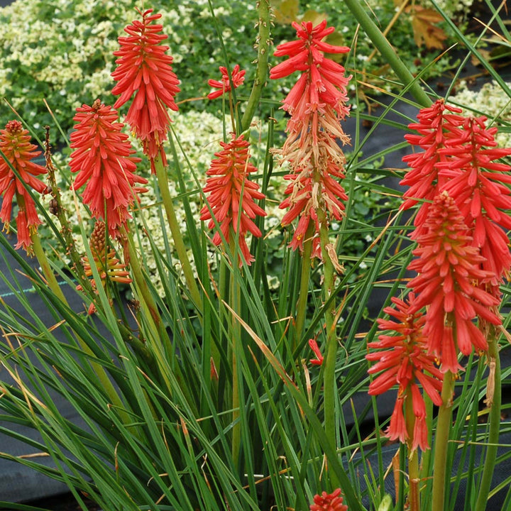 Kniphofia 'Redhot Popsicle' PP24036 Redhot Popsicle™ Poker Plant, 1 Gallon Perennial