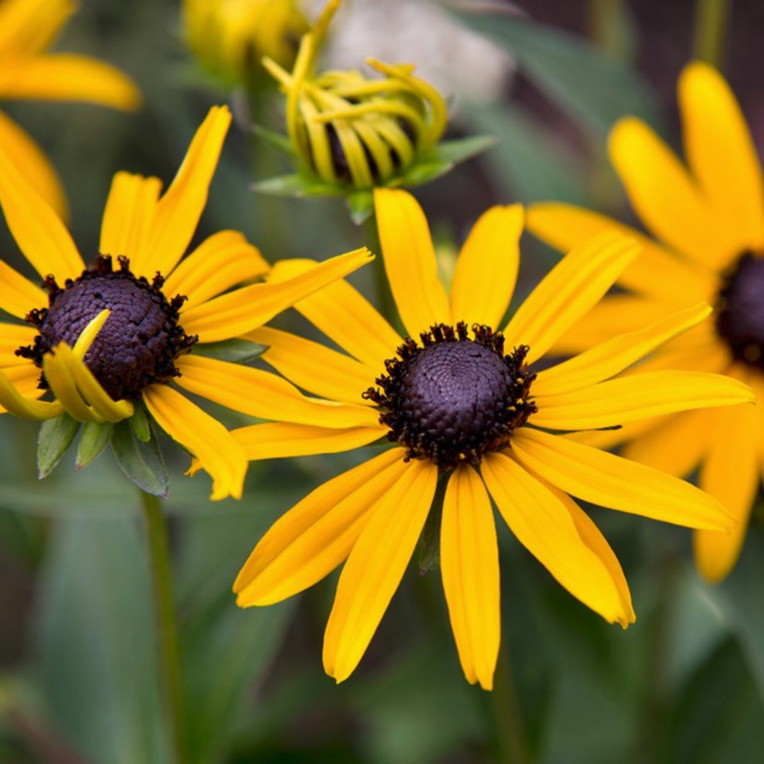 Rudbeckia fulgida 'Little Goldstar' PP22397 Black-Eyed Susan, 1 Gallon Perennial