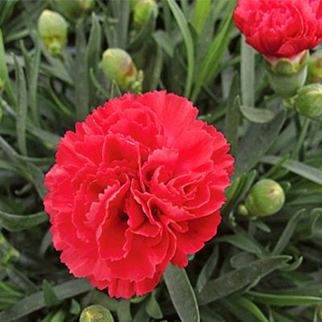 Dianthus caryophyllus 'Wp10 Sab06' PP24363 Early Bird™ Chilli Carnation, 1 Gallon Perennial
