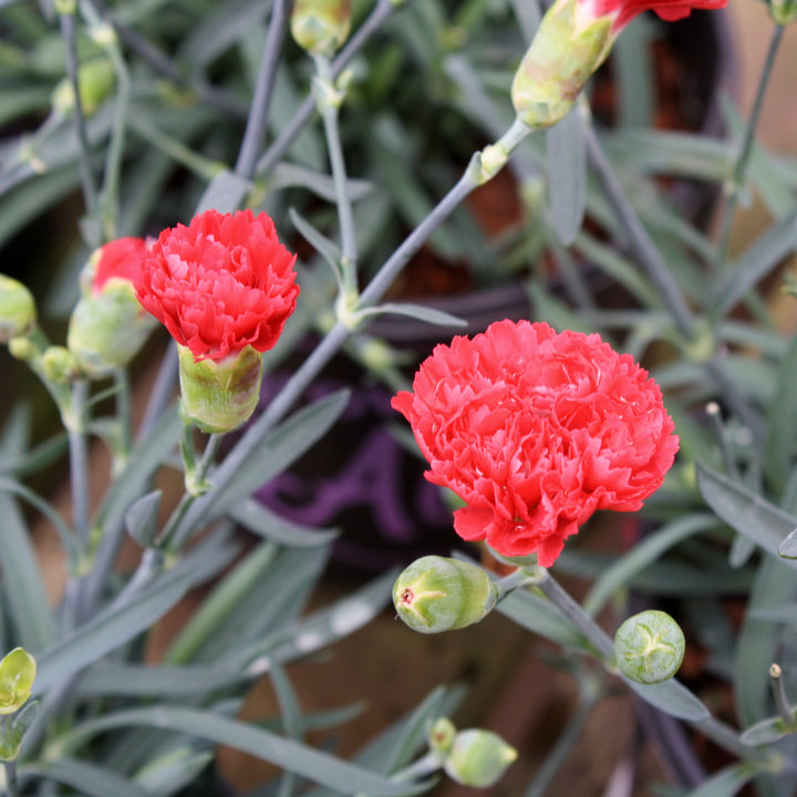 Dianthus caryophyllus 'Wp10 Sab06' PP24363 Early Bird™ Chilli Carnation, 1 Gallon Perennial