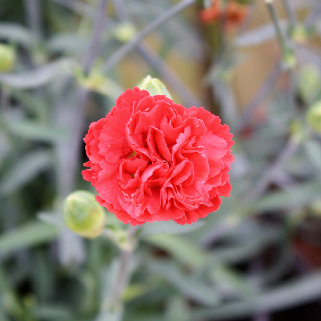 Dianthus caryophyllus 'Wp10 Sab06' PP24363 Early Bird™ Chilli Carnation, 1 Gallon Perennial