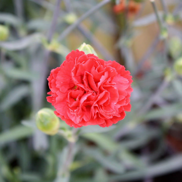Dianthus caryophyllus 'Wp10 Sab06' PP24363 Early Bird™ Chilli Carnation, 1 Gallon Perennial