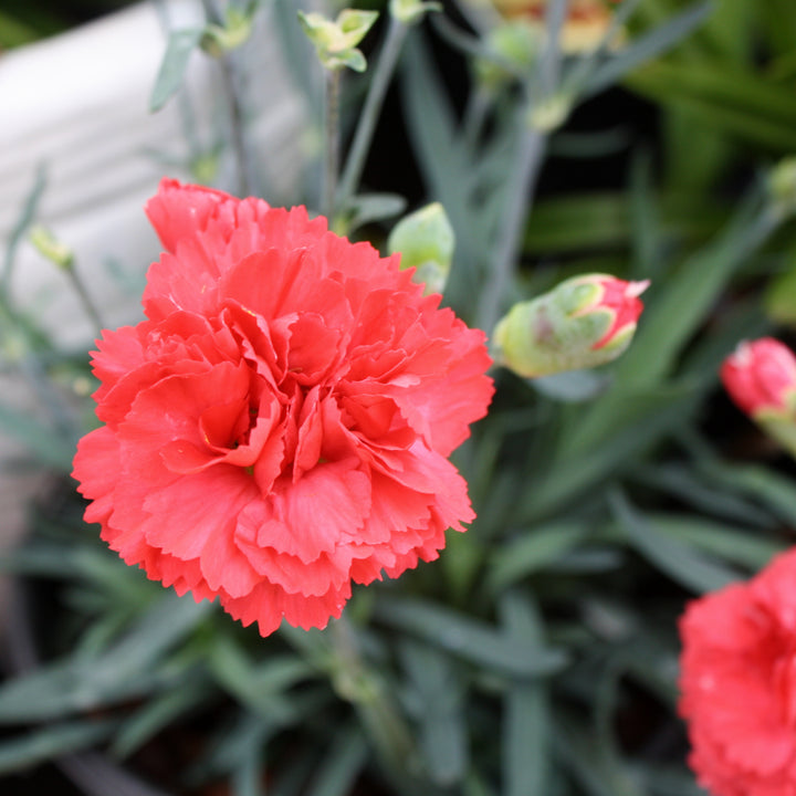 Dianthus caryophyllus 'Wp10 Sab06' PP24363 Early Bird™ Chilli Carnation, 1 Gallon Perennial