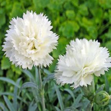 Dianthus caryophyllus 'Wp10Ven06' PP23894 Early Bird™  Frosty Carnation, 1 Gallon Perennial
