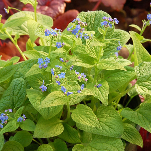 Brunnera macrophylla 'Diane's Gold' Heartleaf Brunnera, 1 Gallon Perennial