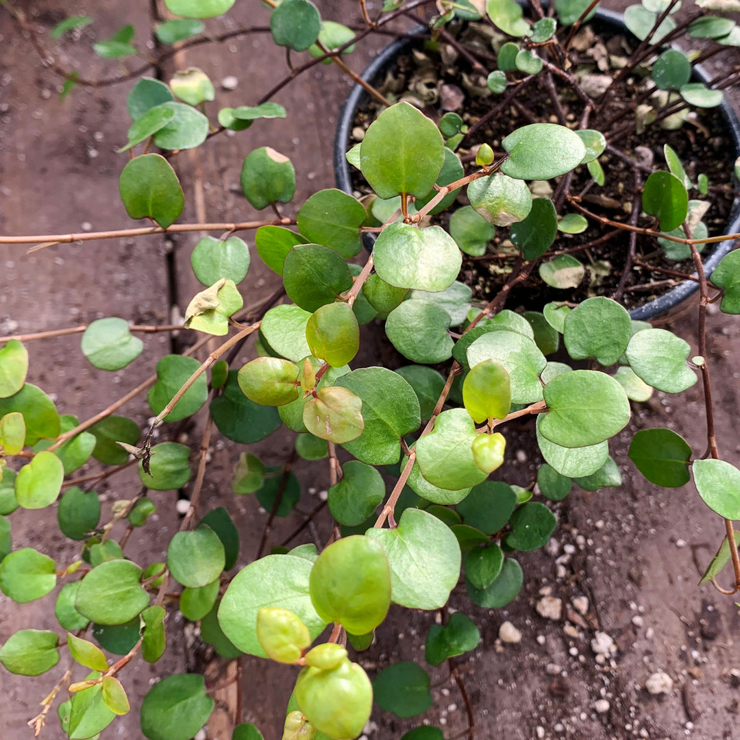 Muehlenbeckia complexa 'Big Leaf' Wire Vine, 1 Quart Perennial