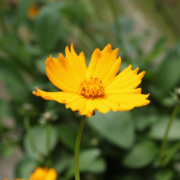 Coreopsis auriculata 'Nana' Coreopsis, 1 Gallon Perennial