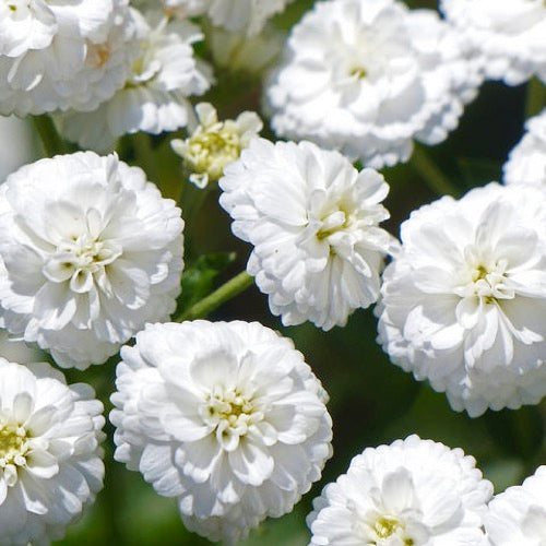 Achillea ptarmica 'Noblessa' Yarrow, 1 Gallon Perennial