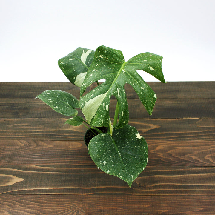Monstera deliciosa 'Thai Constellation' Thai Constellation Split Leaf Philodendron, 2 Gallon Houseplant