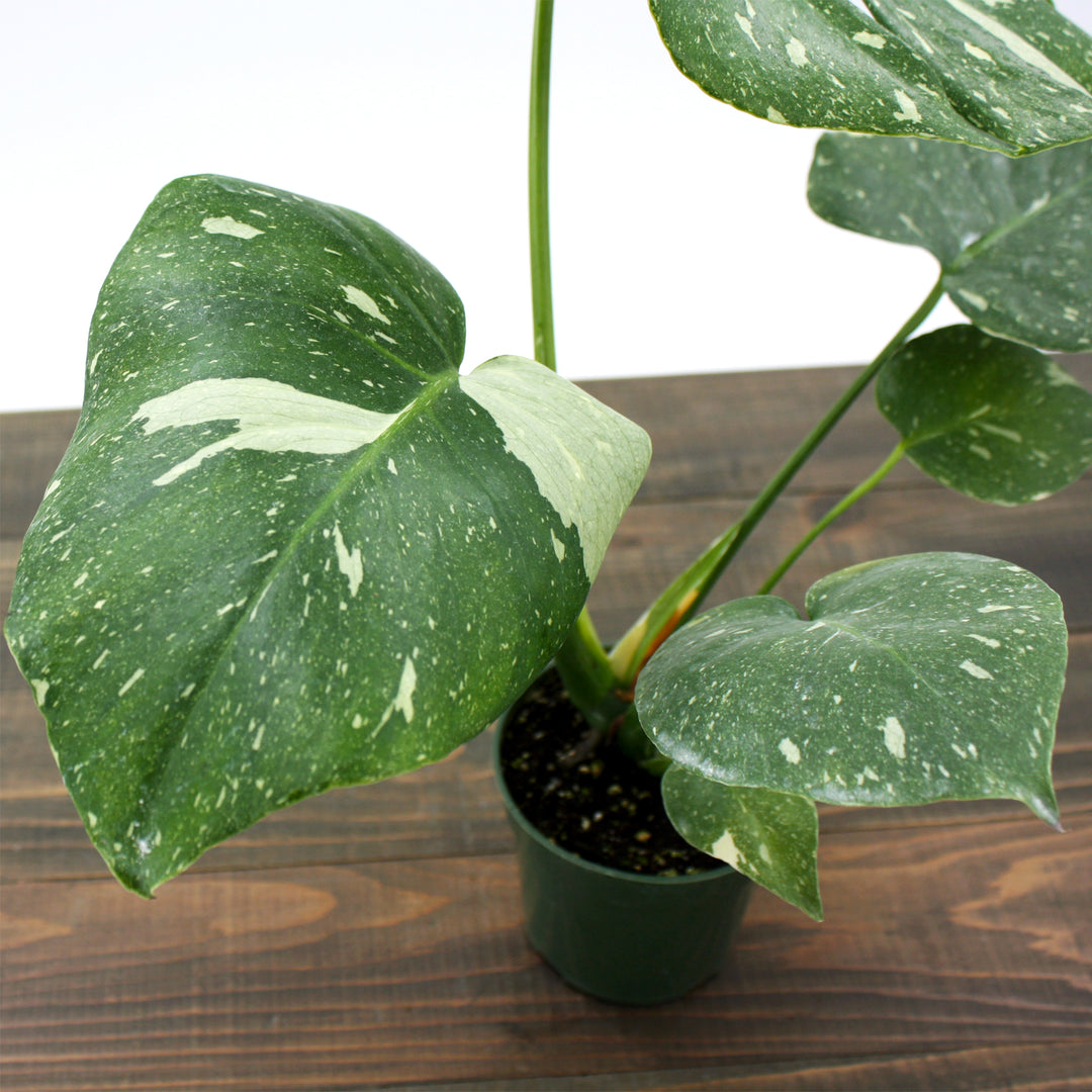 Monstera deliciosa 'Thai Constellation' Thai Constellation Split Leaf Philodendron, 2 Gallon Houseplant
