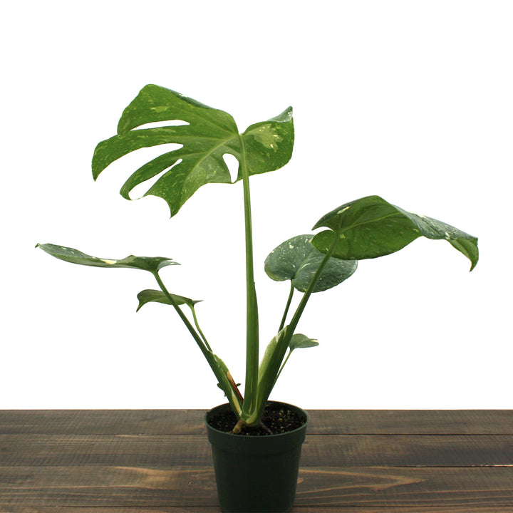 Monstera deliciosa 'Thai Constellation' Thai Constellation Split Leaf Philodendron, 2 Gallon Houseplant