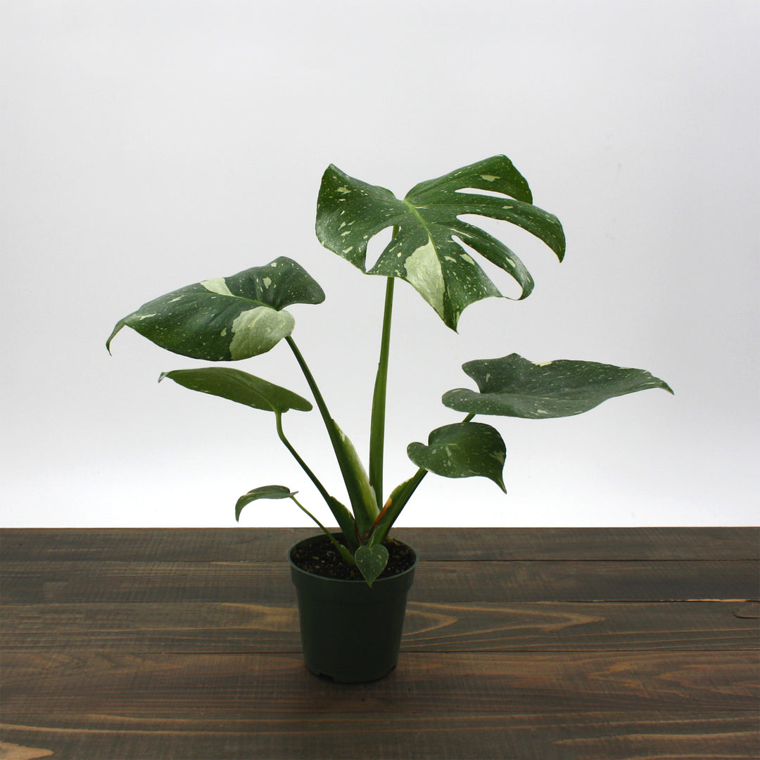 Monstera deliciosa 'Thai Constellation' Thai Constellation Split Leaf Philodendron, 2 Gallon Houseplant