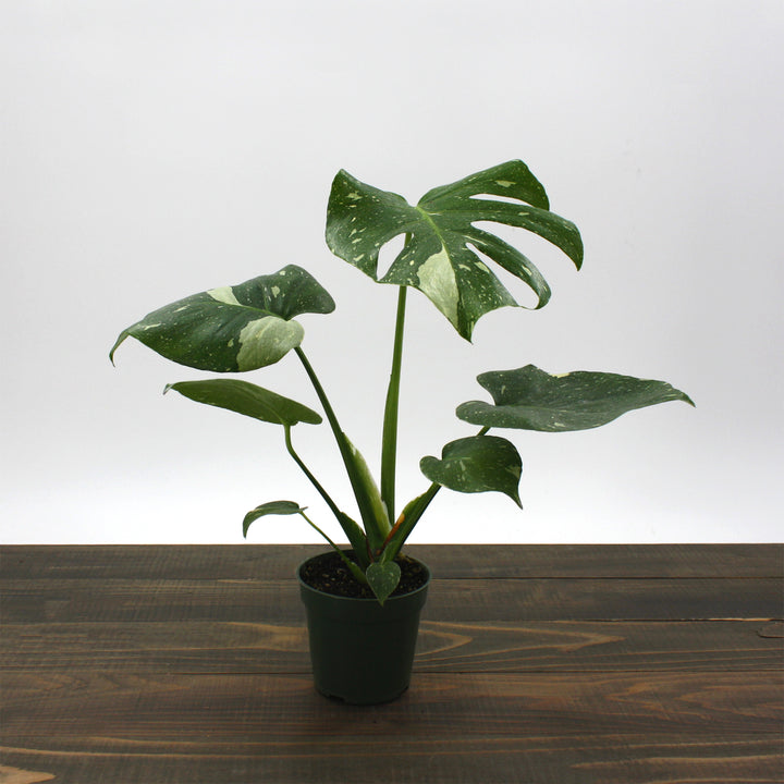 Monstera deliciosa 'Thai Constellation' Thai Constellation Split Leaf Philodendron, 2 Gallon Houseplant