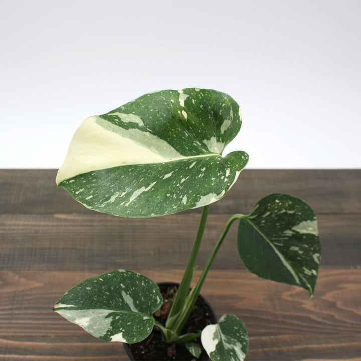 Monstera deliciosa 'Thai Constellation' Thai Constellation Split Leaf Philodendron, 2 Gallon Houseplant