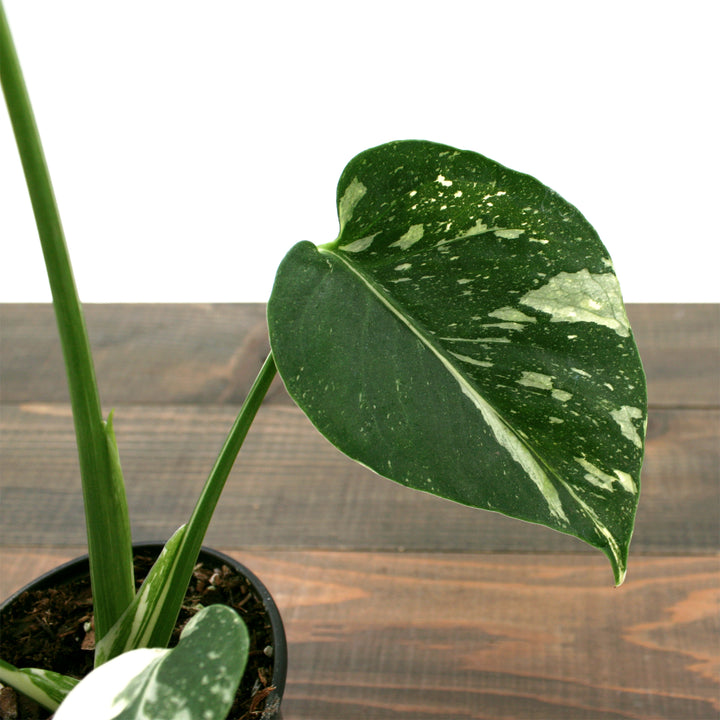 Monstera deliciosa 'Thai Constellation' Thai Constellation Split Leaf Philodendron, 2 Gallon Houseplant