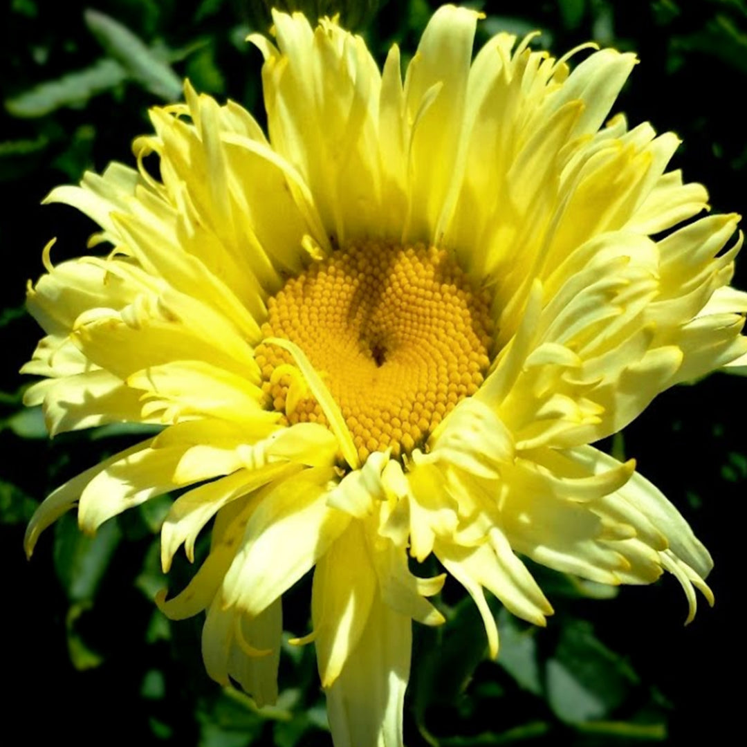 Leucanthemum x superbum 'Goldfinch' PP24499 Shasta Daisy, 1 Gallon Perennial
