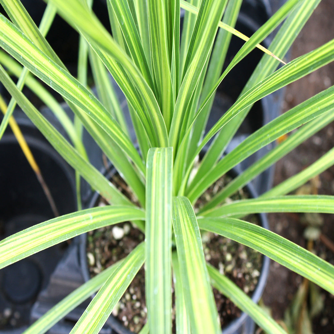 Cordyline australis 'Jive' PP25123 Cordyline, 1 Quart Perennial