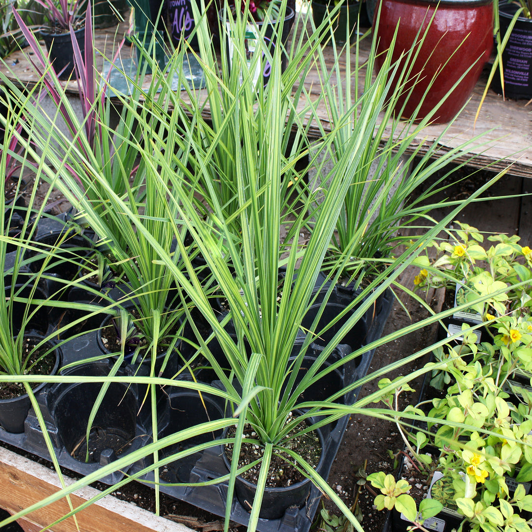 Cordyline australis 'Jive' PP25123 Cordyline, 1 Quart Perennial