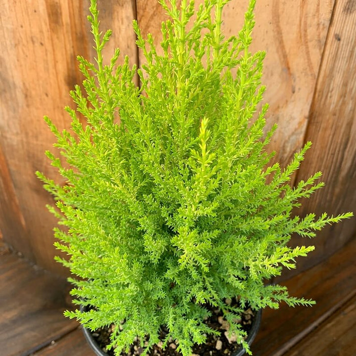Cupressus macrocarpa 'Wilma Goldcrest' Monterey Cypress, 1 Quart Perennial