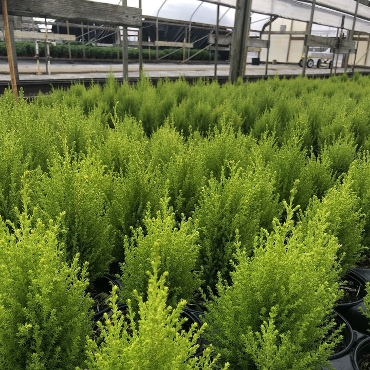 Cupressus macrocarpa 'Wilma Goldcrest' Monterey Cypress, 1 Quart Perennial