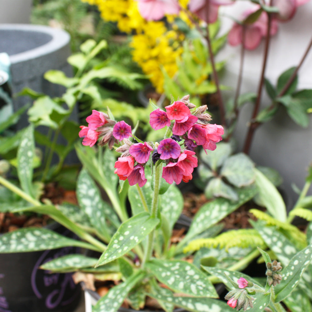 Pulmonaria x 'Raspberry Splash' PP12138 Pulmonaria, 1 Gallon Perennial
