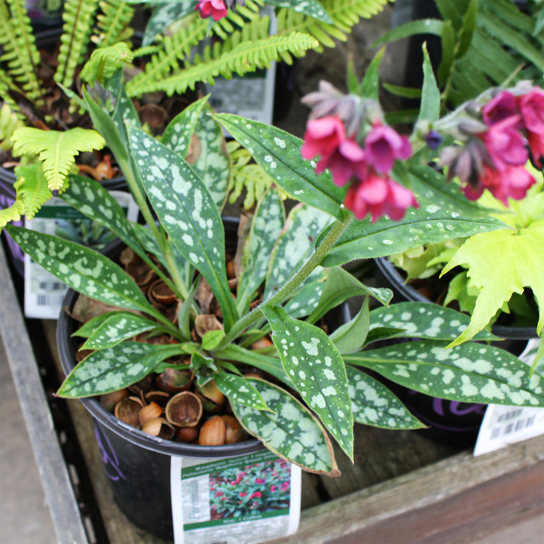 Pulmonaria x 'Raspberry Splash' PP12138 Pulmonaria, 1 Gallon Perennial